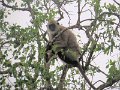 G (56) Black-faced Langur Monkey - Yala NP